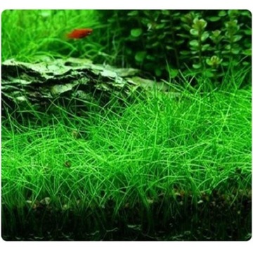 НАБОР ЛЕГКО ВЫРАЩИВАЕМЫХ РАСТЕНИЙ НА ТРИ ПЛАНА ДЛЯ АКВАРИУМА + БЕСПЛАТНЫЕ ДВАЖДЫ