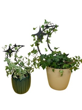 Опоры для цветов, опор для растений, опора для перголы MOON M - 26см цвета