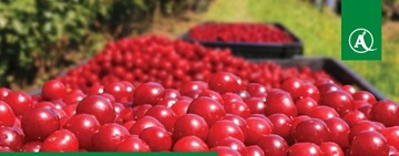 Orkan 350 SL 1л + адъювант = БОЛЬШАЯ ЭФФЕКТИВНОСТЬ