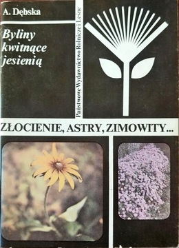 Złocienie astry zimowitki Byliny kwitnące jesienią Dębska