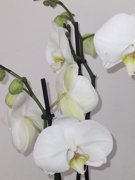 3-стебельная орхидея