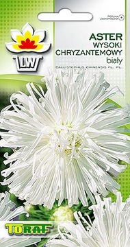 Aster wysoki chryzantemowy BIAŁY nasiona 1g PEŁNE DUŻE KWIATY