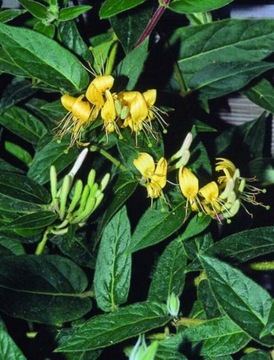 LONICERA ACUMINATA SHARP МЕДОВЫЙ