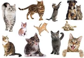 TATUAŻE TYMCZASOWE WODNE DLA DZIECI DZIECIĘCE KOTY WZORY SUPER JAKOŚĆ