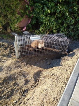 БОЛЬШОЙ ЖИРАФ КАПКАН КУНИЦЫ КРЫСЫ ЛАСКИ НОРКИ ХОРЬКИ ГРАЦИОЗНЫЙ