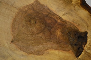 Plaster Drewna Kasztan 62x48 cm Gr. 6 cm