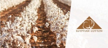 Полотенце Zwoltex 50x90 египетский хлопок Rondo