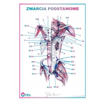 TABLICA ANATOMICZNA PLAKAT ZWARCIA PODSTAWOWE