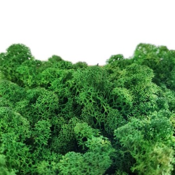 Mech Reniferowy Chrobotek Zielony 40G NETTO HIT!