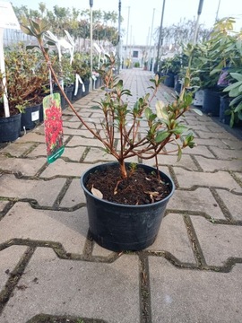 Azalea Japonica Fridoline - Azalia japońska