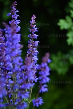 SZAŁWIA OMSZONA CARINA NiebieskoFioletowa Salvia hybrida