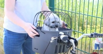 TRIXIE велосипед перевозчик сумка корзина корзина для собаки на руль велосипеда