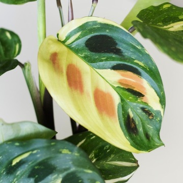 Maranta kerchoveana 'Variegata'- UNIKATOWA ODMIANA