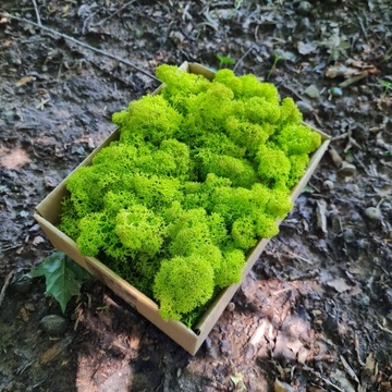 Лаймовый олений мох 40G NET