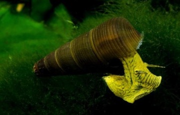 Улитка Tylomelania YELLOW Rabbit SWIDER