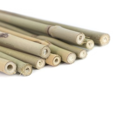 Tyczki bambusowe 60 cm x 10 sztuk - PODPORA ROŚLIN