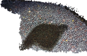 Rzepik 1kg