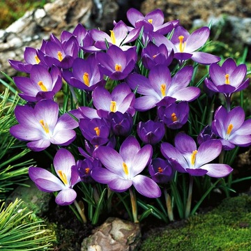 Krokusy Krokus Wiosenny Ruby Giant 5 szt cebulka