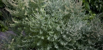 ROUNDUP RANDAP BAYER 1L + AGROSAR 1L CIECH NA CHWASTY na bazie glifosatu