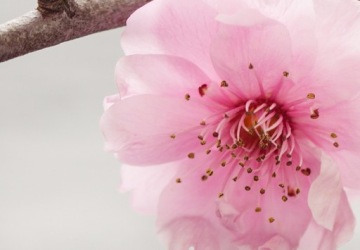 ДЕКОРАТИВНАЯ ДЕРЕВЯННАЯ ТРАфаретная печать b-B-0166-z-c