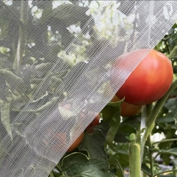 SIATKA OCHRONNA PRZECIW OWADOM NA GRZĄDKĘ CHRONIĄCA kapustne 2,5X50M 60mesh