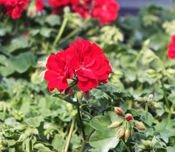 Pelargonia zwisająca pełna CZERWONA Bright Red PP2