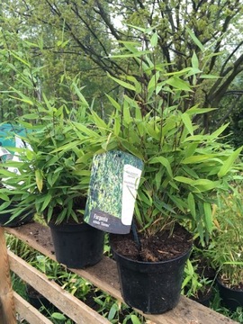 BAMBUS KĘPOWY FARGESIA NITIDA GANSU 2,5 L 30-40 CM