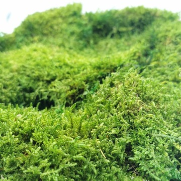 200 г мохового наполнителя FLAT для мохового мха