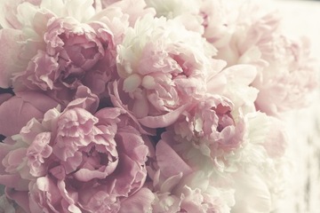 Fototapeta PEONIE PIWONIE KWIATY P01 588x260