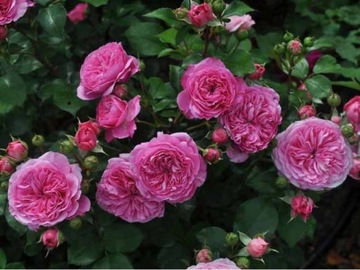 Розовая, ароматная грядочная и бордюрная роза.