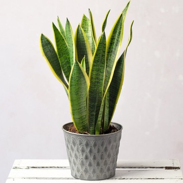 Sansewieria Futura Superba Sansevieria Wężownica