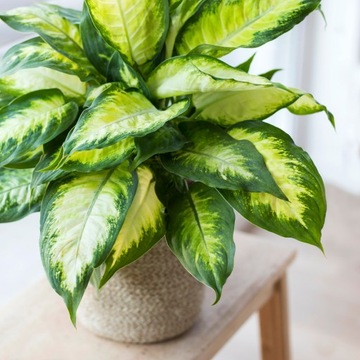 Dieffenbachia maculata CAMILLA -dwubarwne liście S