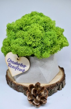 Chrobotkowy las geometryczna doniczka beton