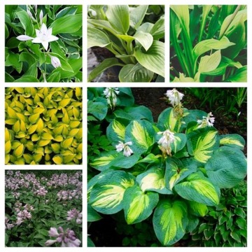 FUNKIA HOSTA KOMPOZYCJA NR 2 FUNKIE 6SZT DO OGRODU OCZKA