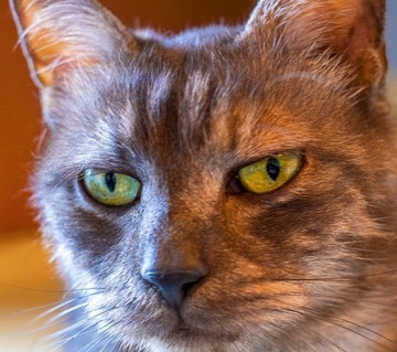 Ленточный календарь на 2024 год для заметок с CATS MAGNET