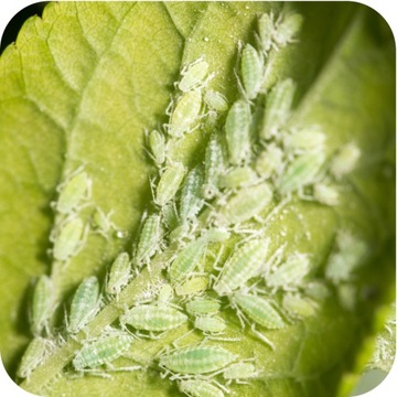 ПОЛИСЕКТ СУБСТРАЛЬНЫЙ ИНСЕКТИЦИД От тли, паутинного клеща 750 мл