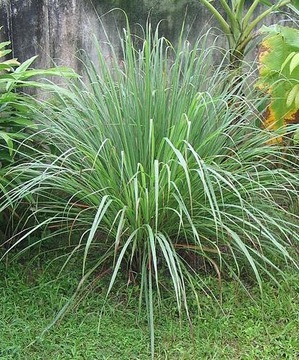 TRAWA CYTRYNOWA (CYMBOPOGON CITRATUS) 100 NASION