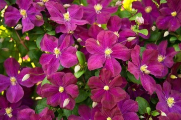 Грунт для лаванды и клематиса Compo Sana 10л перчатки вампира