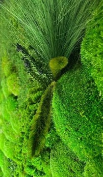 Панно из живого мха, экзотический зеленый, стена из мха 130 х 20 см, размер 3D