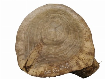 Plaster Dębowy 62x60 Duży Wybór Różne Rozmiary Dąb