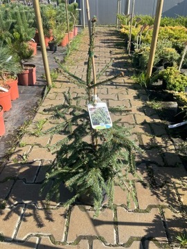 Picea Abies Inversa - Świerk pospolity C5