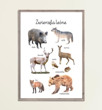 Plakat Edukacyjny Zwierzęta Leśne A4 Montessori Las wilk niedzwiedź lis
