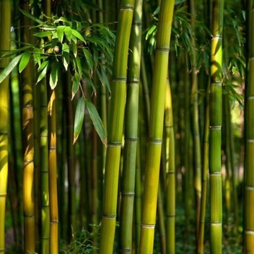 FOTOTAPETA 3D NA ŚCIANĘ DO SYPIALNI 200x154 +KLEJ, Las Bambusowy, Natura