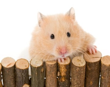 BARDZO DUŻA KLATKA FRETKA SZCZUR KOSZATNICZKA SKŁADANA INTER-ZOO AKCESORIA