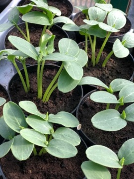 ГРУЗОВЫЕ ОГУРЦЫ – ПОСЕВ В ГОРШОК