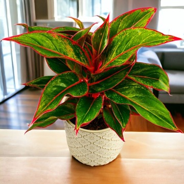 AGLAONEMA 'Light STAR ' CRETE zielono różowa DØ12cm