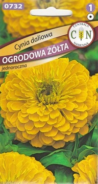 CYNIA Daliowa żółta kwietniki rabaty kwiat cięty kwiaty pełne duże odporne