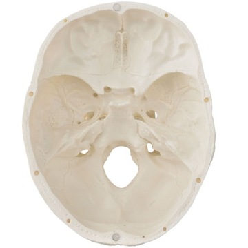 МОДЕЛЬ 501 SKELETON SKELETON 181,5 см FV В РАССРОЧКУ