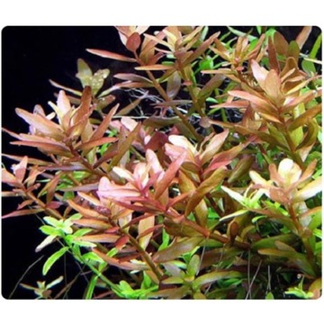 НАБОР ЛЕГКО ВЫРАЩИВАЕМЫХ РАСТЕНИЙ НА ТРИ ПЛАНА ДЛЯ АКВАРИУМА + БЕСПЛАТНЫЕ ДВАЖДЫ