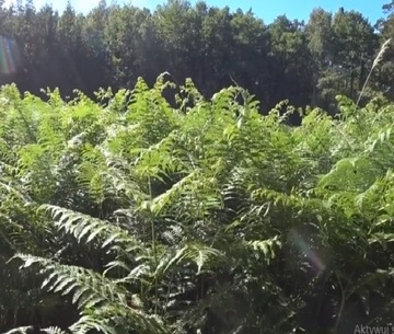 DŁUGOSZ KRÓLEWSKI IMPONUJĄCA PAPROĆ DO OGRODU Osmunda regalis